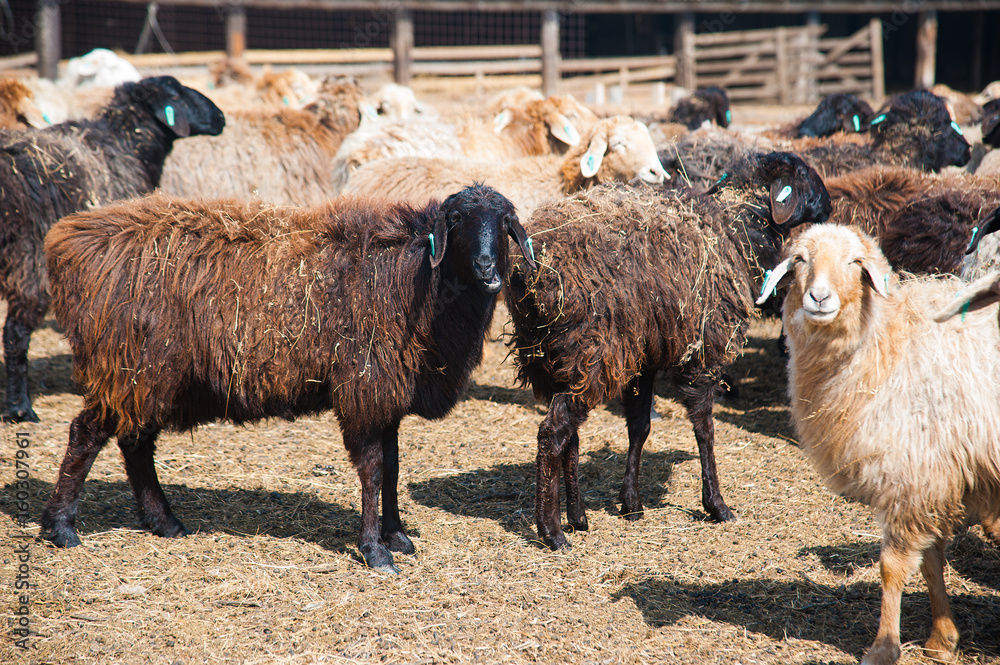 Obraz premium Sheep on a farm