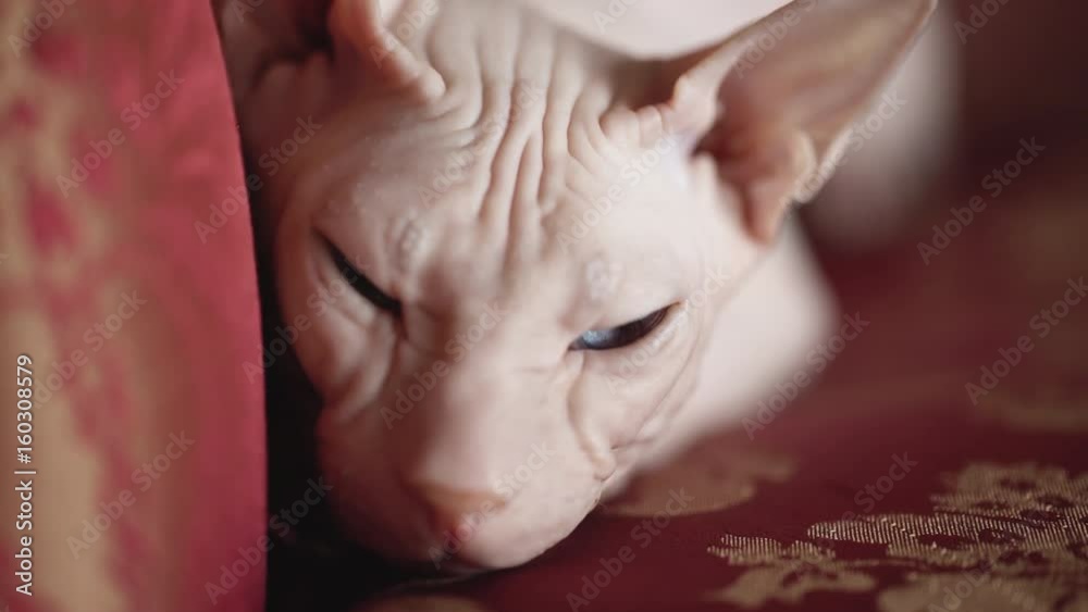 Sphinx cat sitting on a red expensive sofa Sphinx cat sitting on a red expensive sofa