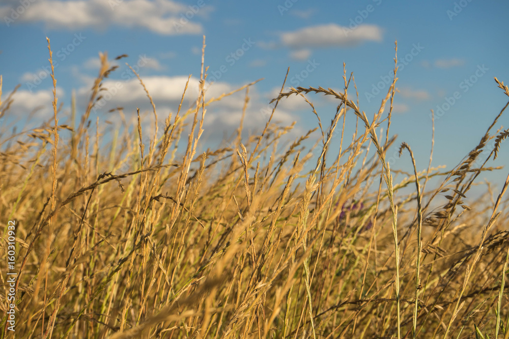 Fototapeta premium Wheat Background