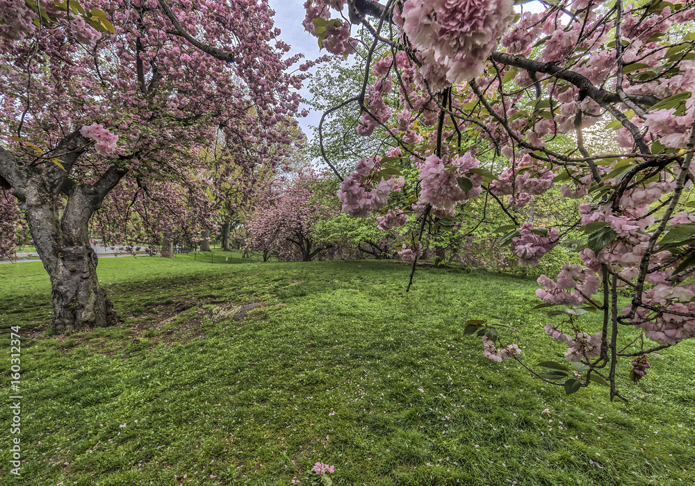 Fototapeta premium Central Park spring
