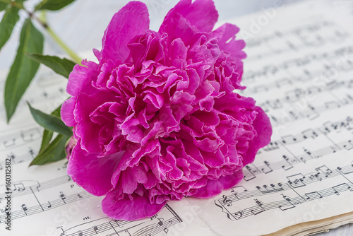 Fototapeta Naklejka Na Ścianę i Meble -  pink peony on old musical notes book