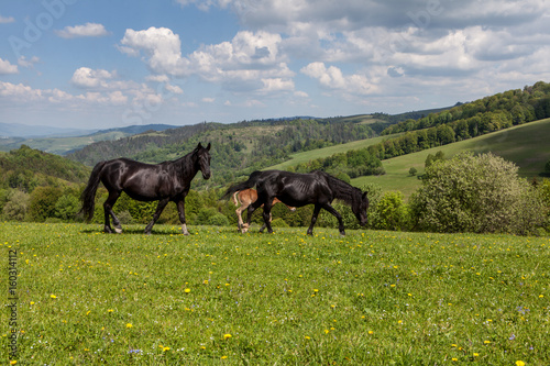Herd of horses on green pastures