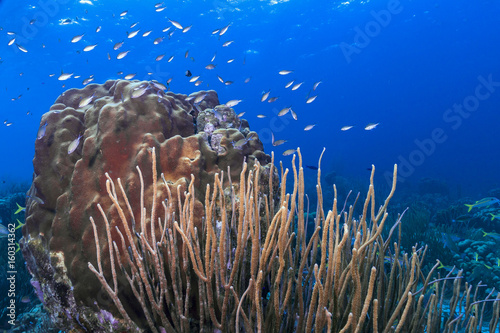 coral reef Bonaire photo