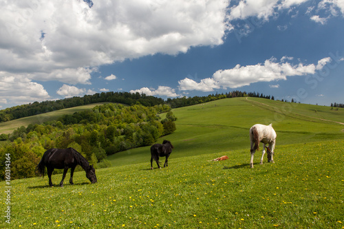 Herd of horses on green pastures © alexandco