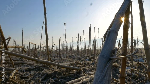Frozen corn field