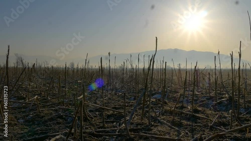 Frozen corn field