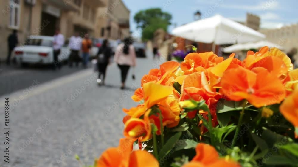 Beautiful flowers of orange petunia in flower-bed on the street of Baku, Azerbaijan