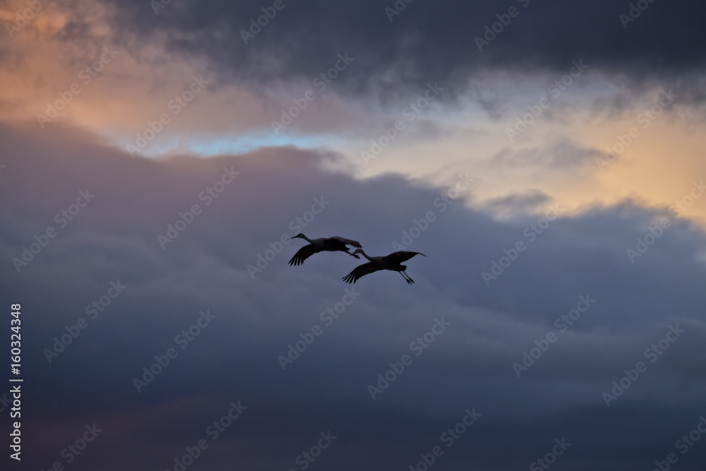 Obraz premium Sandhill Cranes, Bosque del Apache, New Mexico