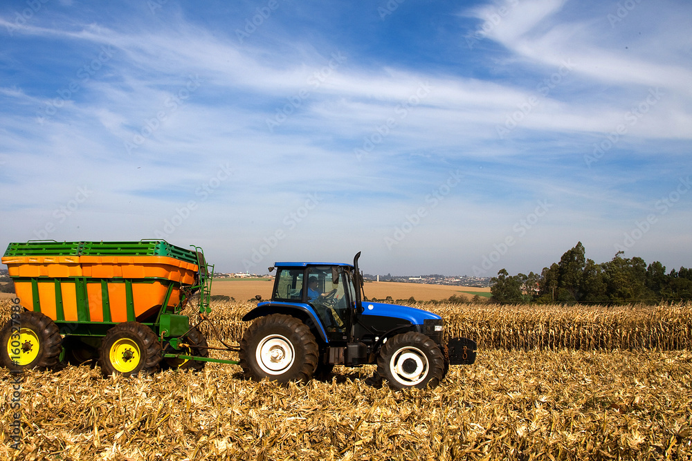 Obraz premium Colheita de milho