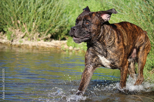 chien qui  court dans l'eau cane corso