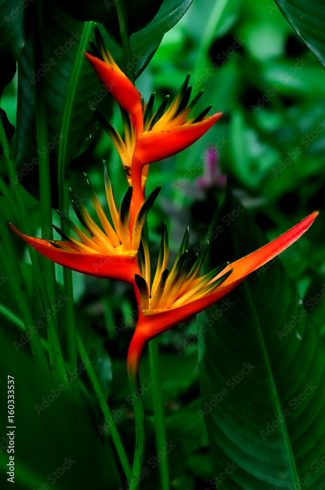 False Bird of Paradise Stock Photo | Adobe Stock