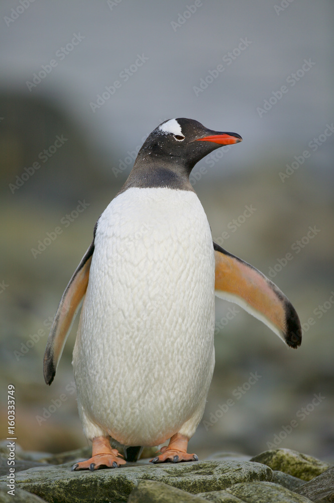 Naklejka premium Gentoo Penguin (Pygoscelis papua)