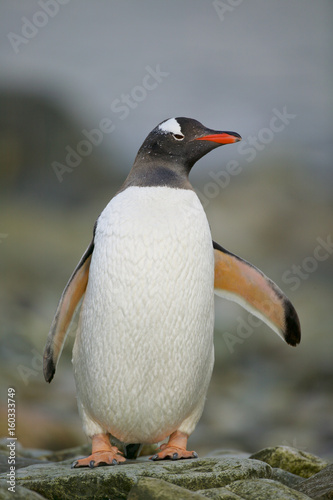 Gentoo Penguin  Pygoscelis papua 