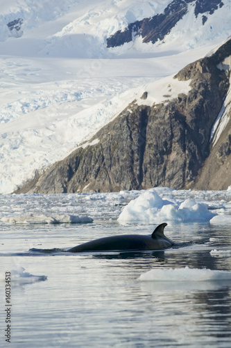 Minke whale (Balaenoptera bonaerensis) Antactica, Neko Harbour photo