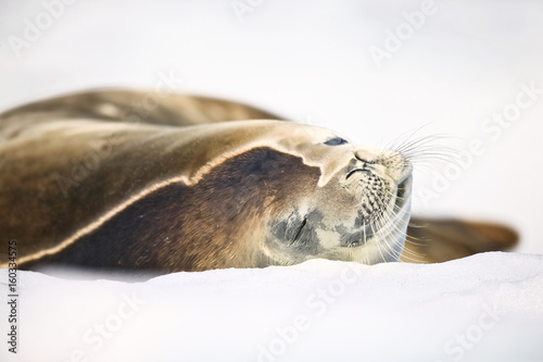 Crab-eater Seal (Lobodon carcinophagus), Neko Harbour