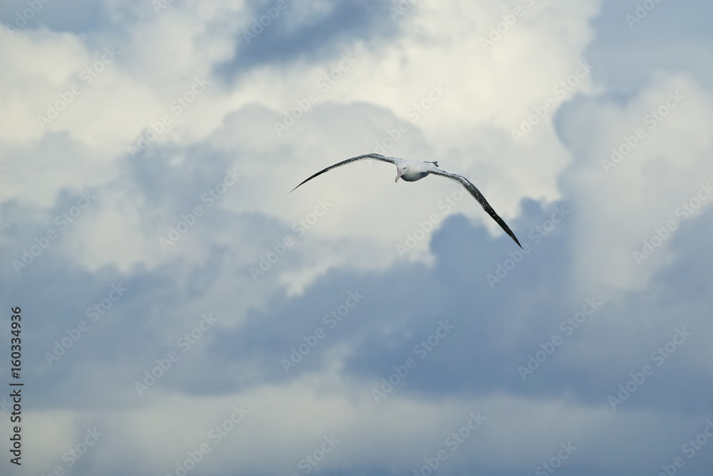 Wandering Albatross (Diomedea exulans) Wandering Albatross (Diomedea exulans)