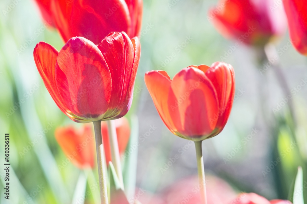 A photo of a field of red tulips. Selective focus.