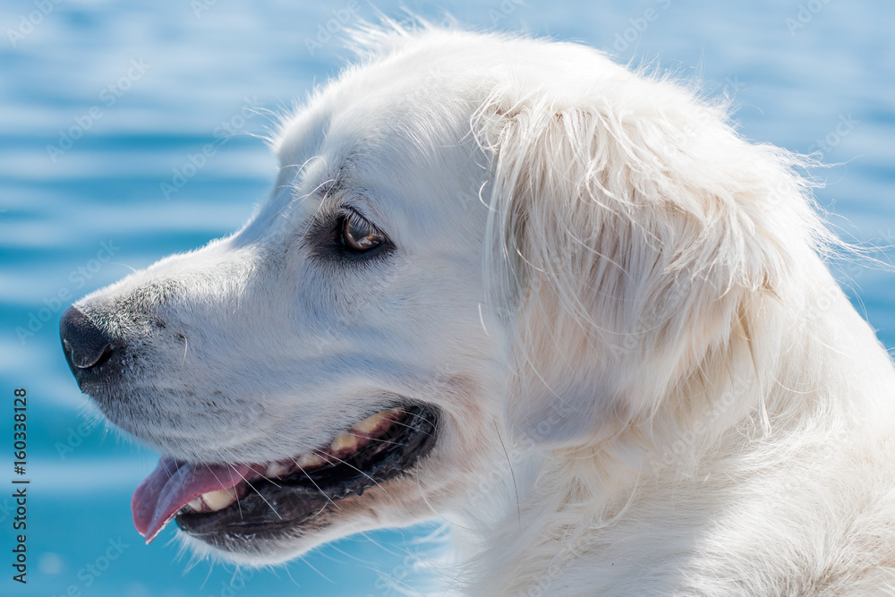 English Cream Golden Retriever at beach English Cream Golden Retriever at beach