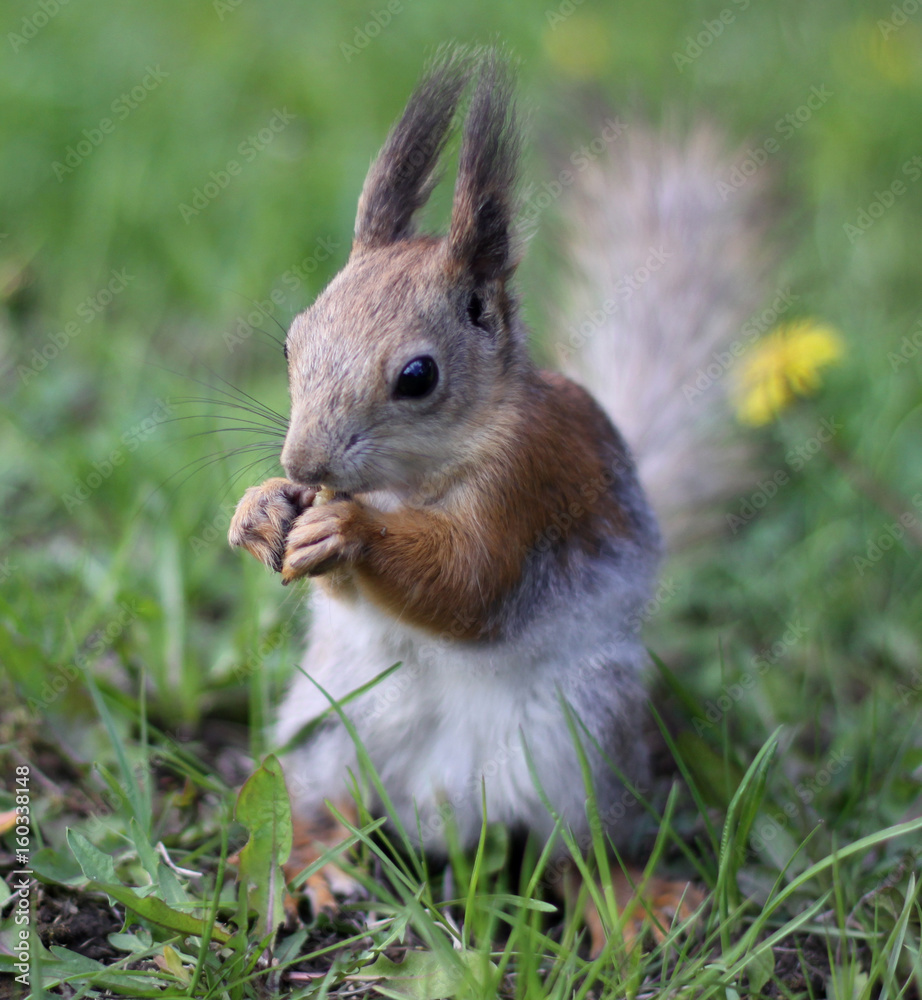 Squirrel gnawing a nut on green grass, close-up Squirrel gnawing a nut on green grass, close-up