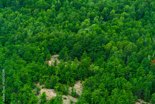 Aerial view of large area of trees, Toronto, Ontario, Canada. © bruno135_406