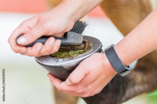 hoof care on a brown horse leg