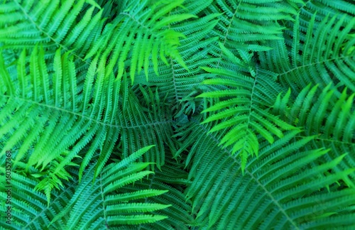 Beautiful green fern with long leaves in the forest 
