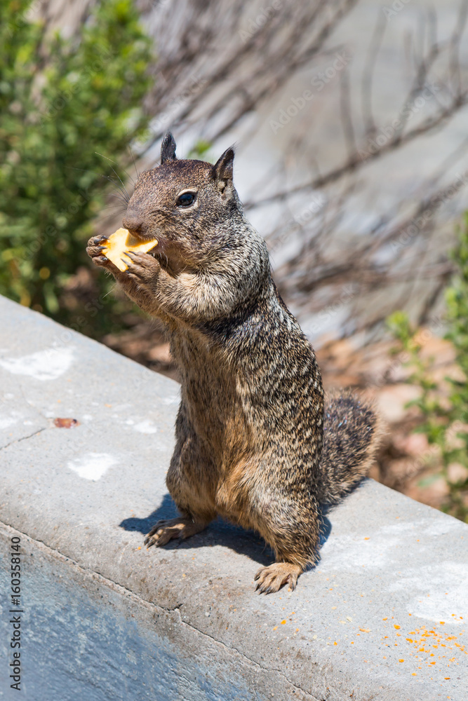 Fototapeta premium California ground squirrel standing on a wall and eating food held between its paws. 