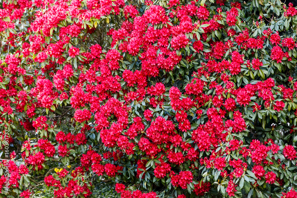 Blooming Rhododendron bush