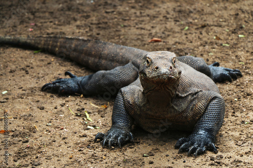 Komodo dragon front view on brown soil in Komodo island  Indonesia.