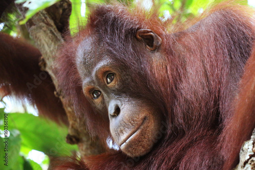 Thinking orangutan in Borneo forest head closeup.