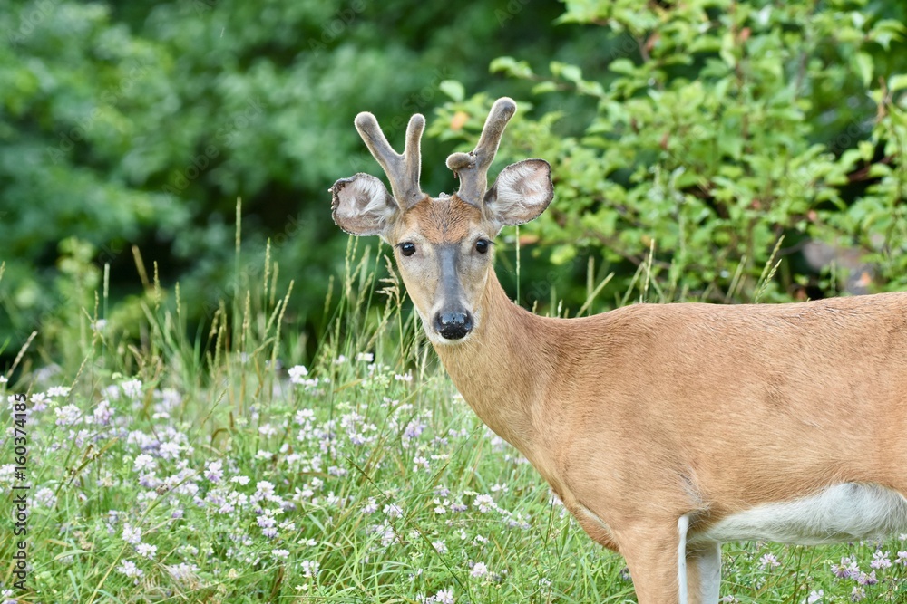 White-tailed deer buck (Odocoileus virginianus) with velvet White-tailed deer buck (Odocoileus virginianus) with velvet