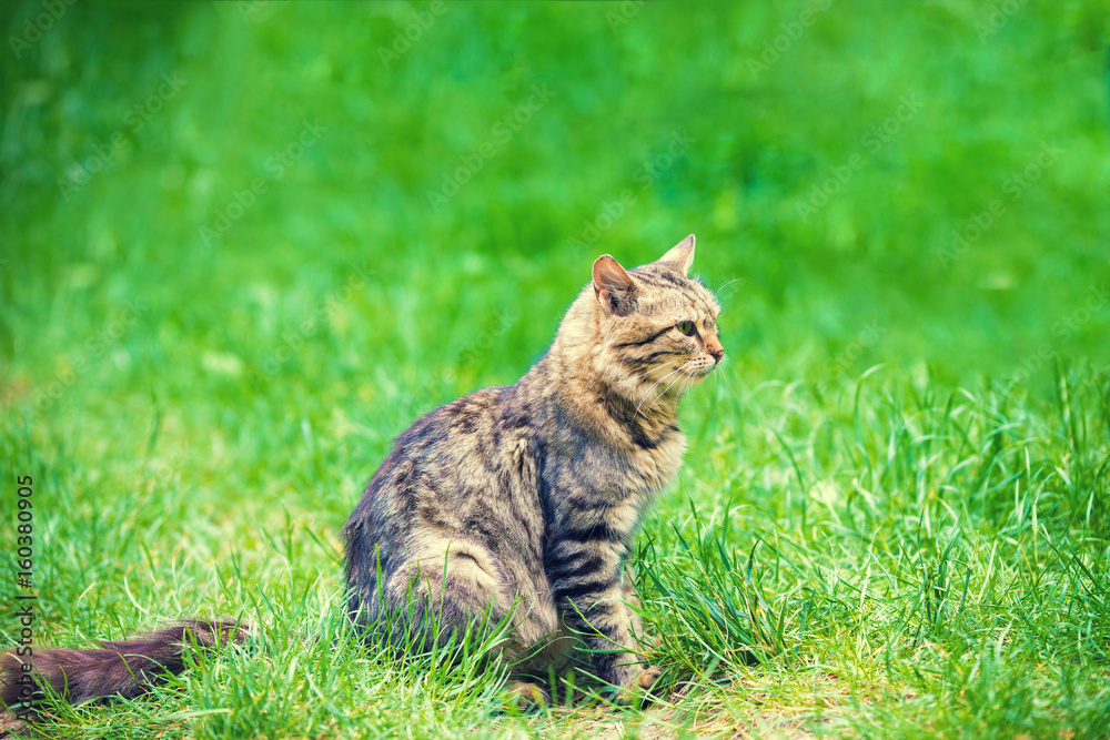 Cat sitting  in a green grass