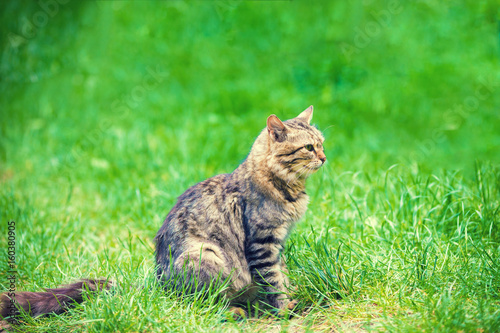 Cat sitting in a green grass