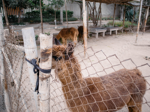distressed alpaca in the confined space