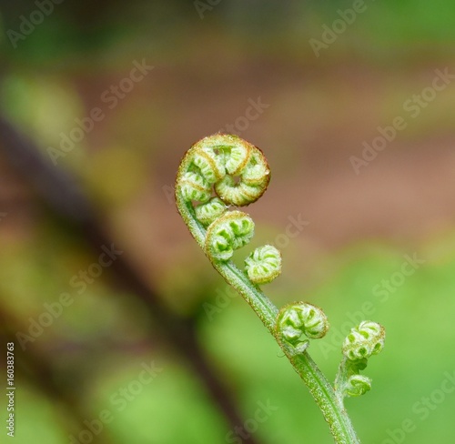 Curled fern fiddlehead plant photo
