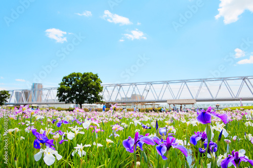 ハナショウブ 菖蒲 花菖蒲 Iris