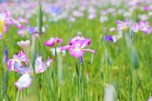 ハナショウブ 菖蒲 花菖蒲 Iris