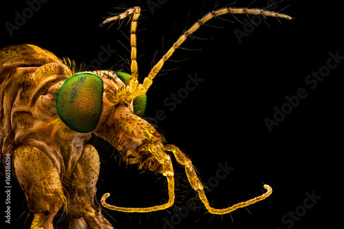 Extreme macro - Green eyed crane fly, magnified through a microscope objective
