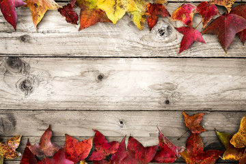 Beautiful maple leaves on vintage wooden background, border design. vintage color tone - concept of autumn leaves in fall season background