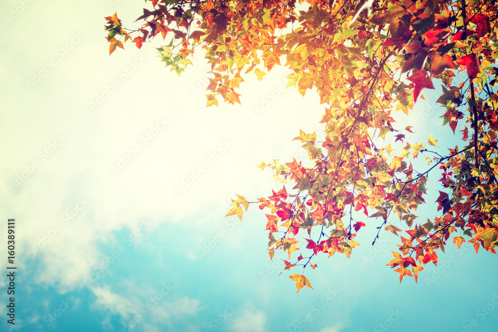 Beautiful autumn leaves and sky background in fall season, Colorful maple foliage tree in the autumn park, Autumn trees Leaves in vintage color tone.