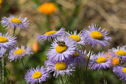 Cuadro en lienzo sedulous bee on flowers in cottage garden