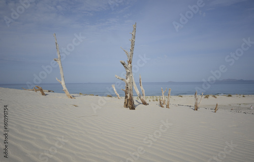 Tronco di ginepro selvatico in un deserto di sabbia bianchissima , Teulada Sardegna photo