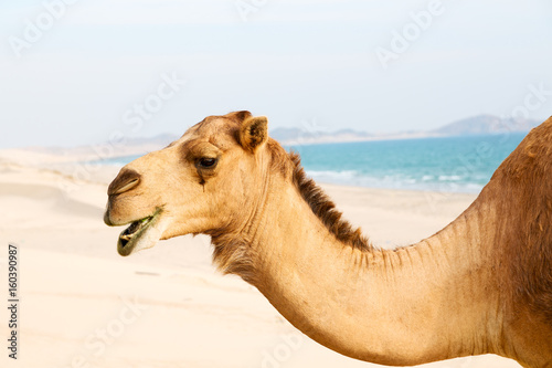 in oman empty quarter of desert a free dromedary near the  sea