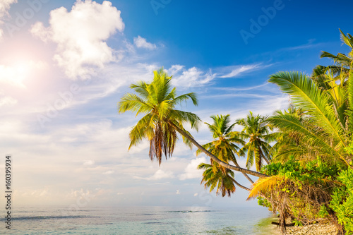 Beautiful palm trees on maldivian beach