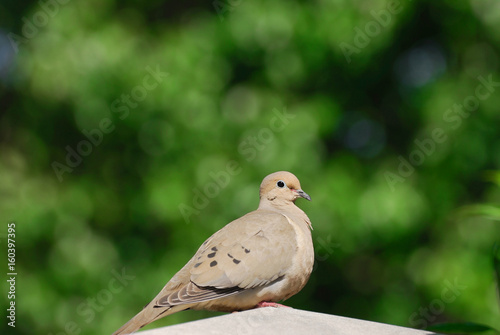 turtledove standing in front of green trees