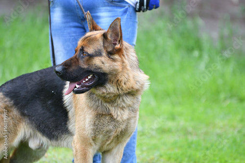 Dog breed German Shepherd