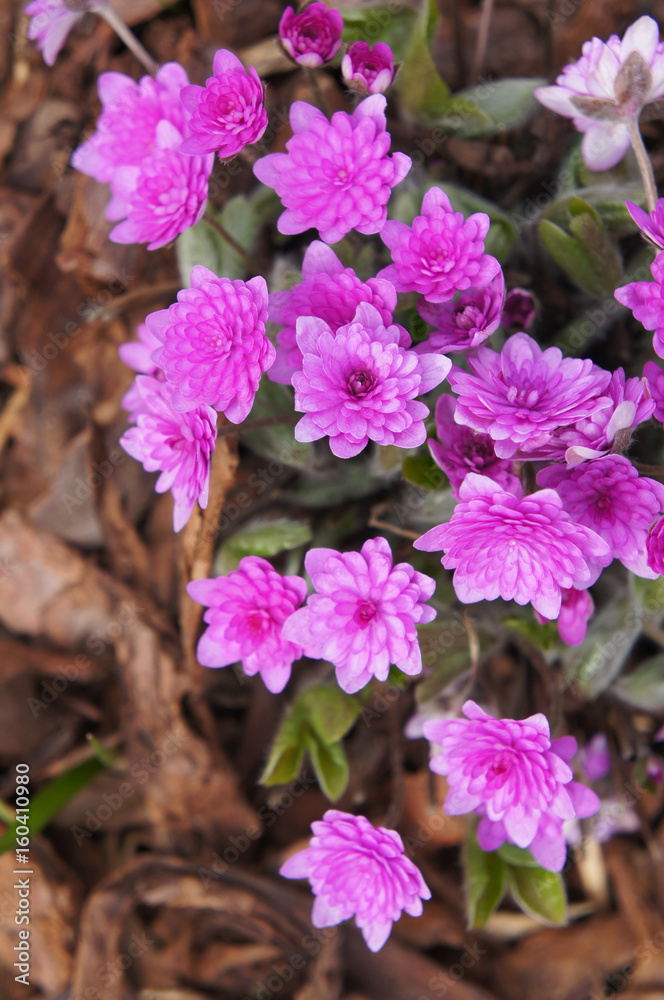 Obraz premium Hepatica nobilis rosea plena pink flowers vertical