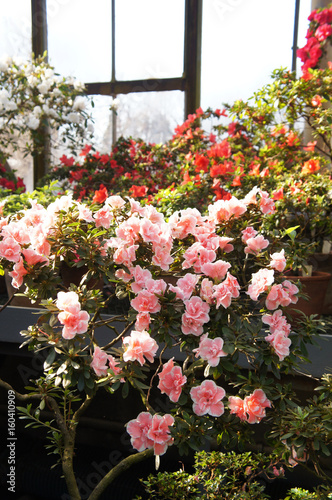 Many pink and red azalea or rhododendron flowers in greenhouse