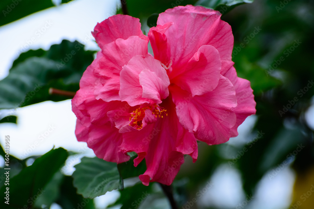 Obraz premium Hibiscus flower