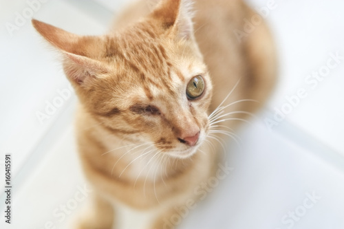 Close-up portrait of an one-eyed brown kitten. Shallow depth of field.